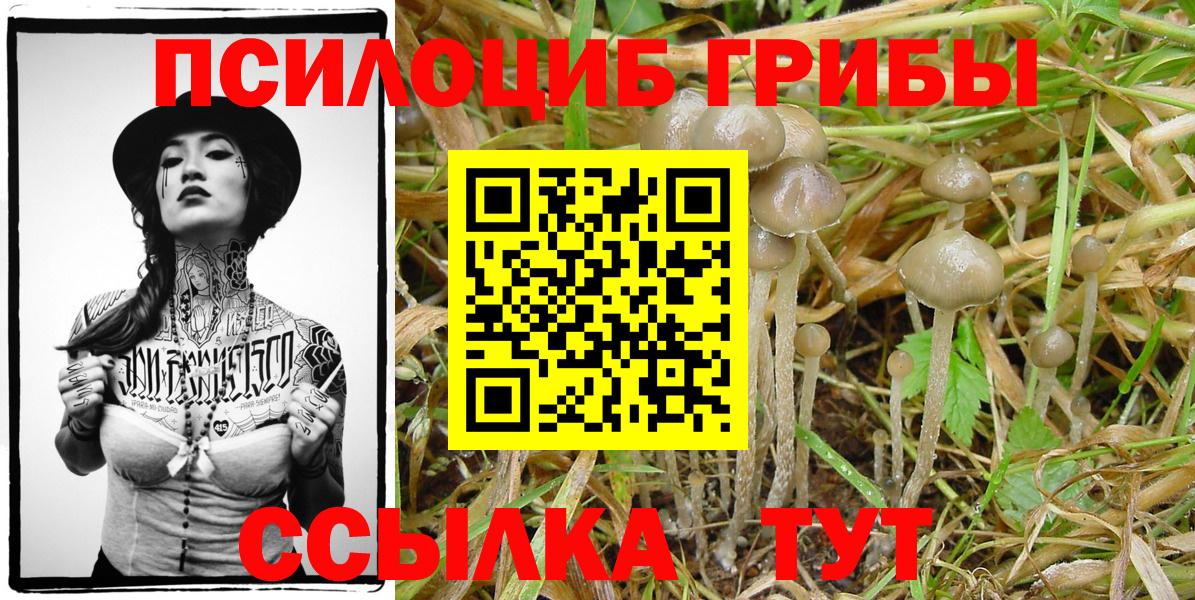Йошкар-Ола  Галлюциногенные грибы Cubensis  Вход с VPN 